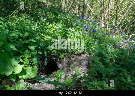 Ein Eintritt zu einem Dachs, umgeben von Glockenblumen und anderen Pflanzen in alten Wäldern, Wildtierschildern, Hampshire, England, Großbritannien Stockfoto