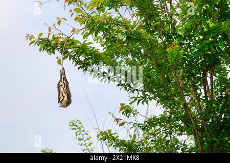 Kleiner Eiereier (Eriogaster lanestris, Bombyx lanestris), Raupenbahn mit Raupen auf einem Zweig, Kroatien Stockfoto