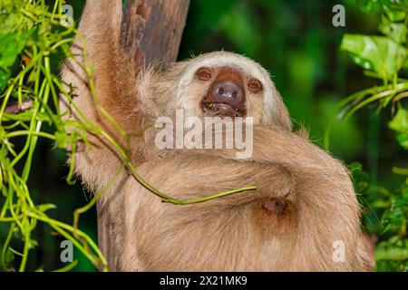 Hoffmanns zweizehiges Faultier, nördliches zweizehiges Faultier (Choloepus hoffmanni), das auf einem Baum liegt, Costa Rica, Alajuela, La Paz Wasserfall Gardens Stockfoto