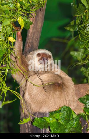 Hoffmanns zweizehiges Faultier, nördliches zweizehiges Faultier (Choloepus hoffmanni), das auf einem Baum liegt, Costa Rica, Alajuela, La Paz Wasserfall Gardens Stockfoto