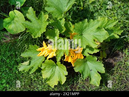 Zucchini (Cucurbita pepo var. Giromontiia, Cucurbita pepo subsp. Pepo convar. Giromontiina), blühende Zucchini-Pflanze Stockfoto