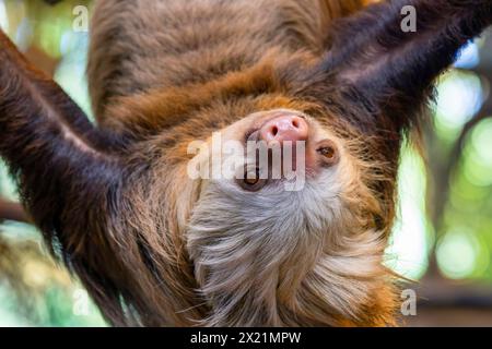 Hoffmanns zweizehiges Faultier, nördliches zweizehiges Faultier (Choloepus hoffmanni), herabhängend, Porträt, Costa Rica, Alajuela, La Paz Wasserfallgärten Stockfoto