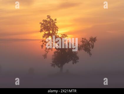 Nebeliger Morgen bei Obersöchering im Frühherbst, Bayern, Deutschland Stockfoto