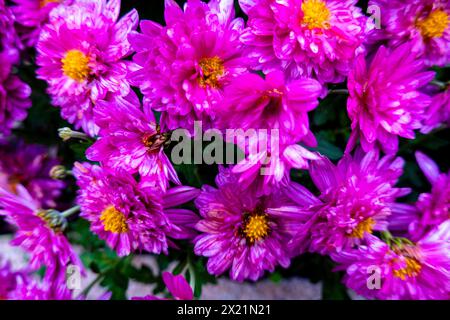 Bunte Blumen-set Stockfoto