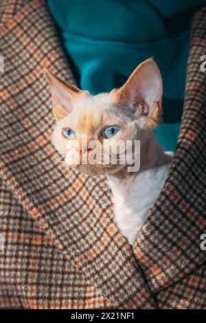 Cats Porträt Nahaufnahme. Gehorsame Devon Rex Katze Mit Leuchtend Weiß-Orange-Pelzfarbe Schaut Aus Unter Dem Mantel Des Besitzers. Neugierig Verspielt Lustig Süß Erstaunlich Stockfoto