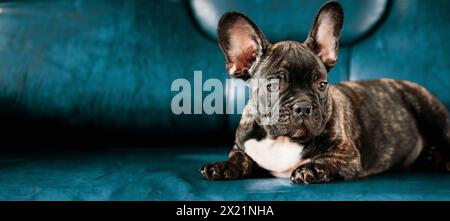 Junger Kleiner Schwarzer Französischer Bulldogge Hund Welpe Auf Liegendem Sofa Blauem Hintergrund. Lustiges Hundebaby. Schwarzer Bulldog Hündchenhund. Niedliches Lustiges Hündchen Mit Bulldogge Stockfoto