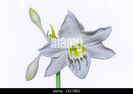 Weiße Eucharis Grandiflora Blume isoliert auf weißem Hintergrund Stockfoto
