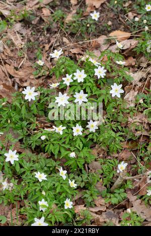 Blühende Holzanemonen, Anemone nemorosa, in Schweden im April Stockfoto