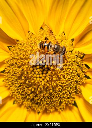 Biene auf einer hellen Sonnenblume, Bayern, Deutschland Stockfoto