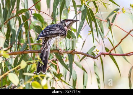 Red Wattlebird Anthochaera carunculata), aufgenommen am Tomato Lake, Kewdale, Western Australia. Stockfoto