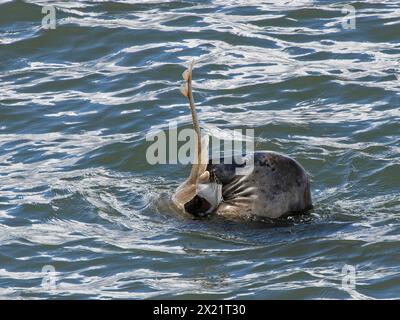 Graurobbe (Halichoerus grypus), die einen Kleinäugenrochen (Raja microocellata) in den Flossen hält, während er das Fleisch von der Unterseite des Fischs reißt, Cornwall, Vereinigtes Königreich Stockfoto