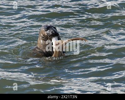 Graurobbe (Halichoerus grypus), die einen Kleinäugenrochen (Raja microocellata) in den Flossen hält, während er das Fleisch von der Unterseite des Fischs reißt, Cornwall, Vereinigtes Königreich Stockfoto