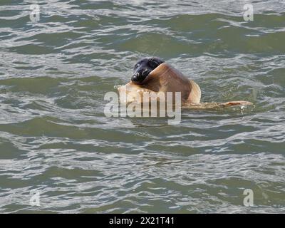 Graurobbe (Halichoerus grypus), die einen Kleinäugigen Rochen (Raja microocellata) im Kiefer hält, während er in einer Mündung schwimmt, Corwall, Großbritannien, April. Stockfoto