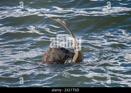 Graurobbe (Halichoerus grypus), die einen Kleinäugigen Rochen (Raja microocellata) im Kiefer hält, während er in einer Mündung schwimmt, Corwall, Großbritannien, April. Stockfoto