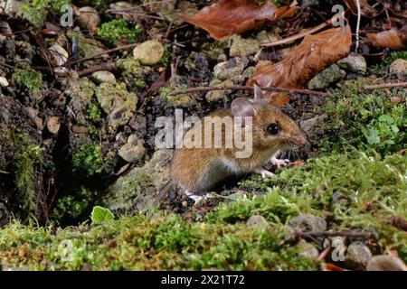 Holzmaus / Langschwanzfeldmaus (Apodemus sylvaticus), die nachts in einem Gartenblumenbeet aus ihrem Erdloch auftaucht, Wiltshire, Großbritannien, Januar. Stockfoto