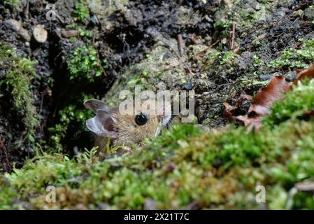 Holzmaus / Langschwanzfeldmaus (Apodemus sylvaticus), die nachts in einem Gartenblumenbeet aus ihrem Erdloch auftaucht, Wiltshire, Großbritannien, Januar. Stockfoto