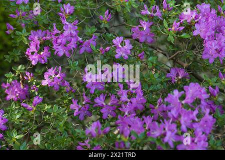 Blumen im königlichen Park Stockfoto
