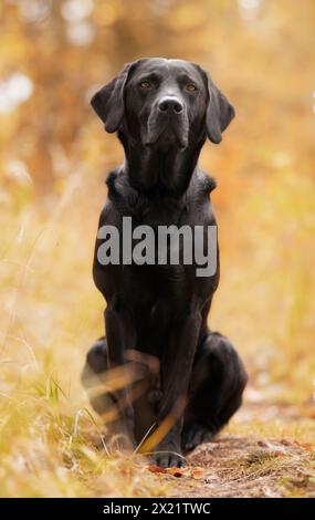Junger Labrador Retriever Stockfoto