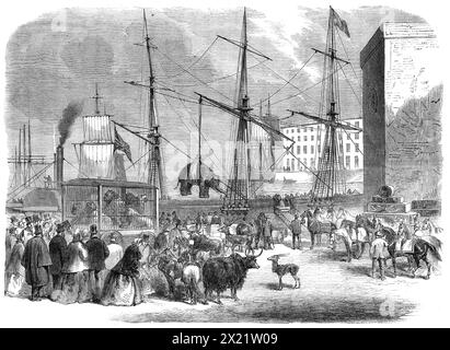 Transport von Wildtieren in den London Docks, 1864. "Inmitten der vielfältigen Waren, die von so vielen Schiffen aus allen Regionen der Welt in den Hafen von London gebracht werden, kann ein Besucher der Docks ab und zu die Möglichkeit haben, die Ankunft einer Ladung wilder Tiere zu sehen, obwohl es nur selten ist, natürlich, dass eine solche Einfuhr stattfindet. Die zoologischen Sammlungen in der Metropole und in einigen Provinzstädten sowie die Ausstellungen, die in Wanderkarawanen gezeigt werden, müssen in der Tat ständig mit frischen Exemplaren rekrutiert werden, nicht nur, um eine Sterblichkeitsrate auszugleichen, die diese übersteigt Stockfoto