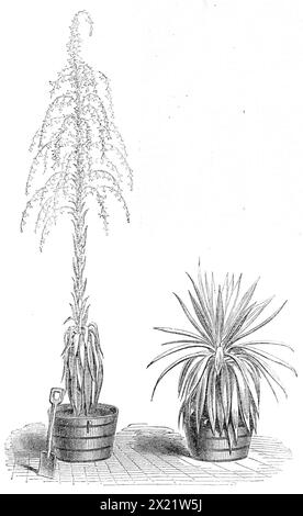 Die Fourcroya Longaeva, eine Agavenart, blüht in den Gärten der Royal Botanic Society, Regent's Park, 1864. Es gab zwei Pflanzen, die allgemein Agaven genannt werden, und manchmal amerikanische Aloe, die in den Botanischen Gärten des Regent's Park seit zwanzig Jahren gewachsen sind. Sie wurden aus einer Packung Samen aus Mexiko gezüchtet... eine der beiden Pflanzen von Agave Fourcroya, auf die wir uns jetzt beziehen, zeigte im März dieses Jahres ihren Blütenstachel. Am 23. April war es 9 Meter. 3 Zoll Hoch; am 13. Mai war es 14 Meter. Am 19. Mai öffnete sich die erste Blume und am 27 Stockfoto