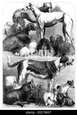 Preishunde aus der Ausstellung in der Agricultural Hall, Islington, 1862. 'Alle Größen von Hunden [mehr als 800 Exemplare] waren represented...beginning an der Spitze...[ist] Canaradzo, der Gewinner des Waterloo Cup... wenn man ihn von hinten betrachtet, ist er sehr schön, aber kaum, wenn man vor ihm kommt... Sampler und Java zeigten sich beide gut in den anderen greyhound-Klassen... das nächste Porträt stellt einen Scotch deerhound, Vengeance... der Skyes dar, von dem wir den Gewinner Tyro gravieren... war eine gute und sehr große Klasse... der Sieger King Charles Spaniel (über 7 kg), „Jumbo“, war die Requisite Stockfoto