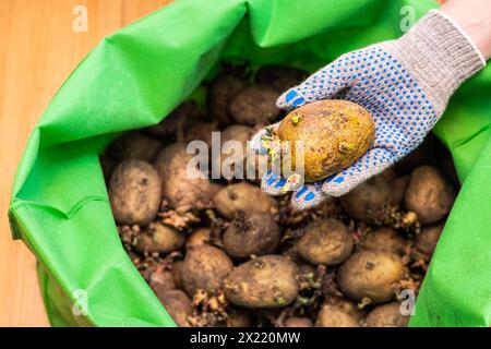 Mann in Handschuhen hält Keimkartoffeln, Nahaufnahme. Landwirt, der Kartoffeln sortiert. Keimkartoffeln. Stockfoto