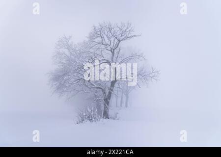 Kleine Baumgruppe in der Nähe von Habach an einem Wintermorgen, Kochel am See, Bayern, Deutschland, Europa Stockfoto