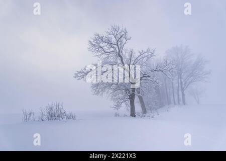 Kleine Baumgruppe in der Nähe von Habach an einem Wintermorgen, Kochel am See, Bayern, Deutschland, Europa Stockfoto