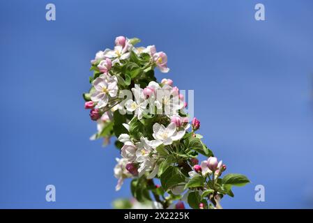 Zweig mit Blüten und Knospen eines Apfelbaums vor blauem Himmel, Bayern, Deutschland, Europa Stockfoto