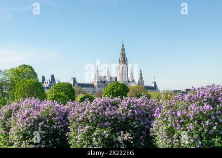 Wiener Rathaus im Frühling und Sommer. Berühmtes touristisches Wahrzeichen im Innenviertel und Muniipal Gebäude. Stockfoto
