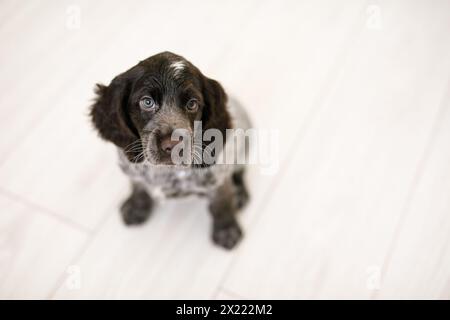 Russischer Spaniel-Welpe isoliert auf weißem Holzboden Stockfoto