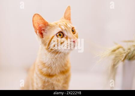 Großes Porträt eines rothaarigen Kätzchens mit großen gelben Augen, rosa Nase und riesigen Ohren Stockfoto