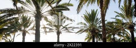 Eine Reihe von hohen Palmen, die Schatten auf einem Sandstrand unter hellem, sonnigem Himmel werfen, schaffen eine ruhige und ruhige Atmosphäre. Stockfoto