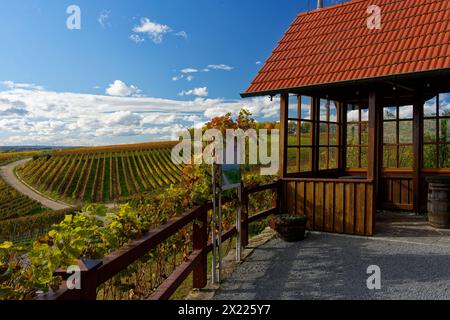Landschaft und Weinberge in der Nähe von Wipfeld, Bezirk Schweinfurt, Unterfranken, Franken, Bayern, Deutschland Stockfoto