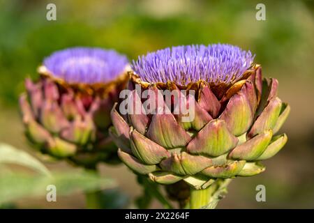 Artischockenblüte, Cynara cardunculus, Veitshöchheim, Unterfranken, Bayern, Deutschland Stockfoto