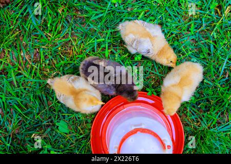 Es gibt nur wenige süße kleine Vögel im Bauernhaus, die von speziellen Futtermitteln essen. Stockfoto