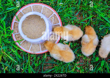 Es gibt niedliche kleine Hühner auf dem Land, die von speziellen Futtermitteln essen. Stockfoto