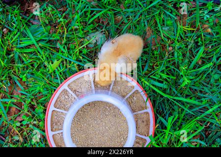 Kleinvögel, die aus Spezialfuttermitteln in ländlichen landwirtschaftlichen Betrieben essen. Stockfoto