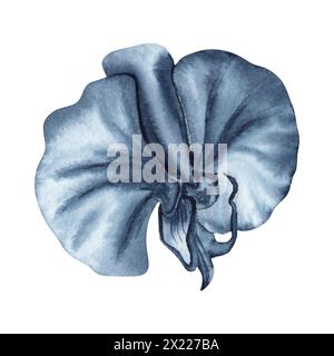 Blaue Orchideenblume Aquarellmalerei. Handgezeichnete Illustration isoliert auf weißem Hintergrund. Einfarbiges Indigo-Blumenelement für Mode und Schönheit Stockfoto