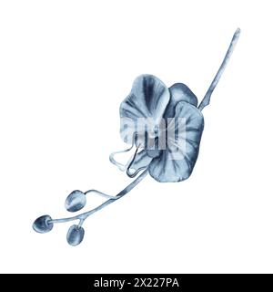 Blaue Orchideenblume auf Stängelaquarell-Pflanze. Handgezeichnete Illustration isoliert auf weißem Hintergrund. Einfarbiges Blumengemälde von Indigo für Mode Stockfoto