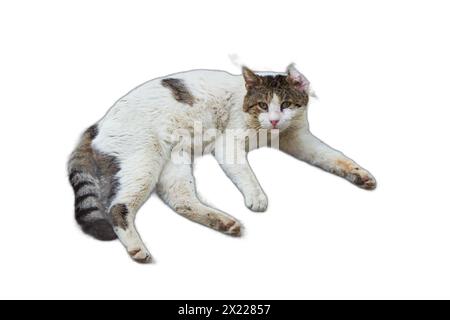 Isolierte Darstellungen liegender Katzen in verschiedenen Haltungen. Ideal für Tiermotive, Illustrationen mit Tiermotiven und gemütliche visuelle Kompositionen Stockfoto