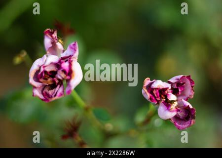 Rote magentafarbene weiße Rose auf grünem Hintergrund. Nahaufnahme von verdorbenen Rosenknospen. Stockfoto