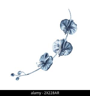 Blaue Orchideenblüten Zweig mit Knospen. Handgezeichnete Aquarellillustration isoliert auf weißem Hintergrund. Einfarbiges Blumengemälde von Indigo für Mode Stockfoto