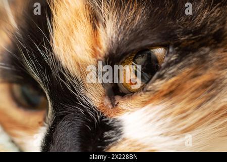 Eine Nahaufnahme eines häuslichen kurzhaarigen Calico Cats Auge, das seine einzigartigen Farben und die Schlitzpupille zeigt. Calico-Katzen sind kleine bis mittelgroße Fleischfresser in t Stockfoto