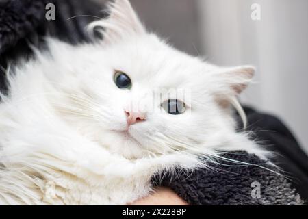 Die Person wiegt einen kleinen bis mittelgroßen weißen Felidae in ihren Armen. Die Schnauze, das Fell und die Krallen können gesehen werden, wenn sie sich an ihnen anschmiegen Stockfoto