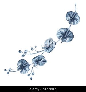 Blaue Orchideenblüten Zweig mit Knospen. Handgezeichnete Aquarellillustration isoliert auf weißem Hintergrund. Einfarbiges Blumengemälde von Indigo für Mode Stockfoto