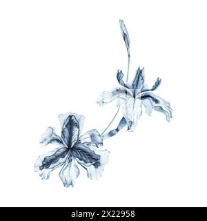 Irisblumen Aquarellkomposition. Handgezeichnete Illustration isoliert auf weißem Hintergrund. Einfarbiges Blumenelement in Indigo Blue für Mode und Schönheit Stockfoto