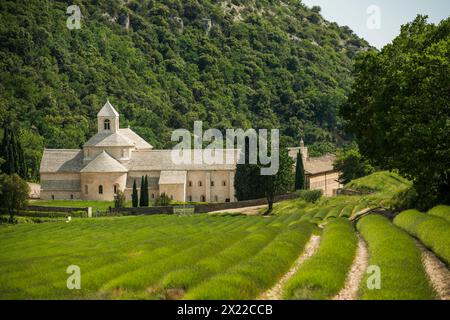 Zisterzienserabtei Abbaye Notre-Dame de Sénanque, mit Lavendelfeld, in der Nähe von Gordes, Vaucluse, Provence, Provence-Alpes-Côte d'Azur, Frankreich Stockfoto