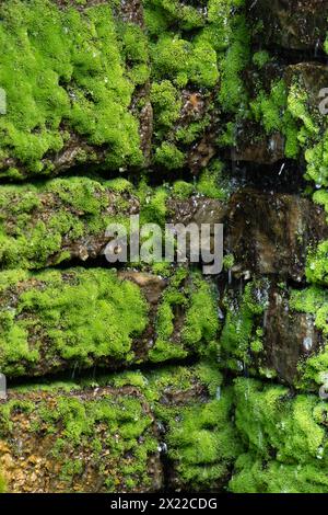 Wasser tropft nach unten und durch moosbedeckte Steine Stockfoto