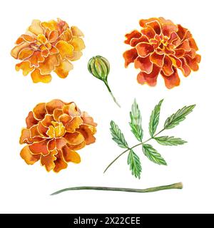 Ringelblumen, Aquarell. Blumen, Blätter, Stiel. Handgezeichnete Illustration im Vintage-Stil isoliert auf weißem Hintergrund. Für Karten, Einladungen, Banner, Stockfoto